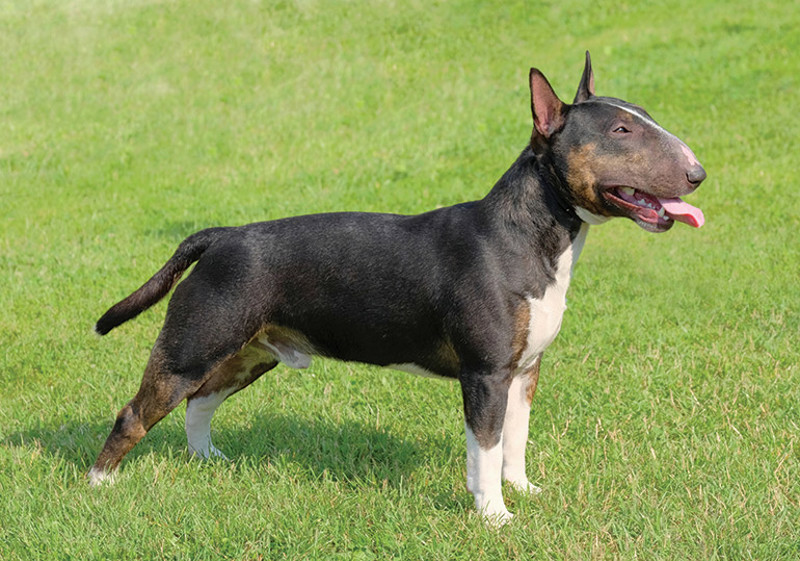 Breed Standard - Bull Terrier (Miniature)