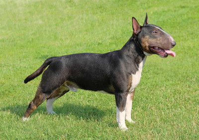 bull_terrier__miniature_