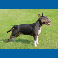 bull_terrier__miniature_