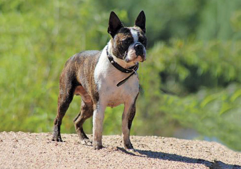 Breeder Gallery Large Image