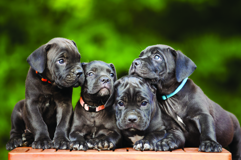 shutterstock_697944799