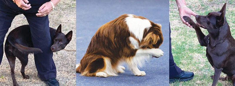 trick-dog