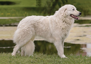 maremma_sheepdog