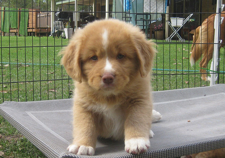 Breeder Gallery Large Image