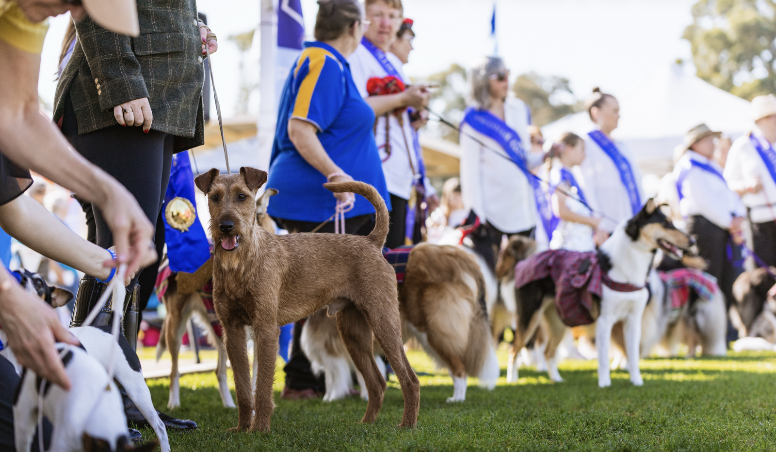 Types of Sports, Trials & Shows