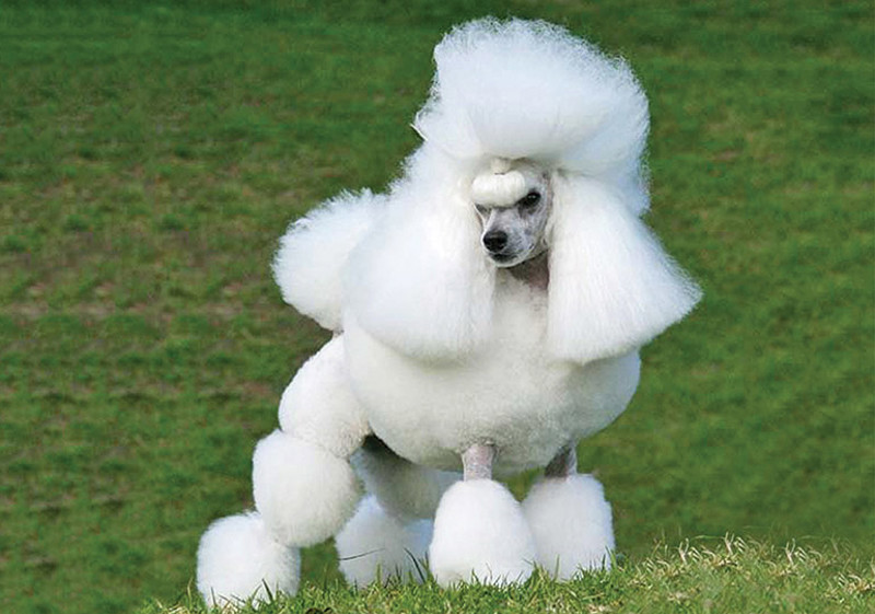 Breed Standard - Poodle (Miniature)