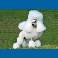 poodle__miniature_