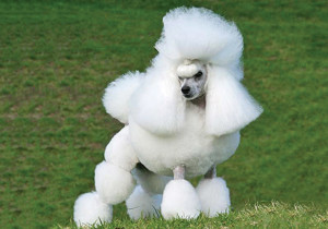 poodle__miniature_