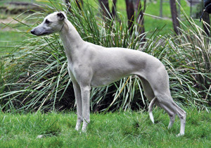 whippet