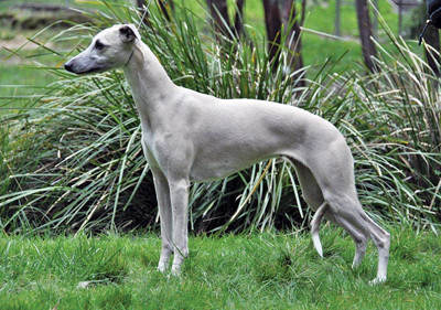 whippet