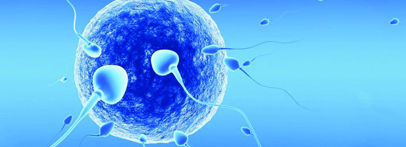 canine-semen.jpg