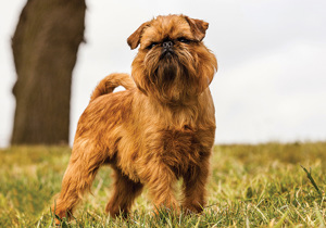 griffon_bruxellois__wire_