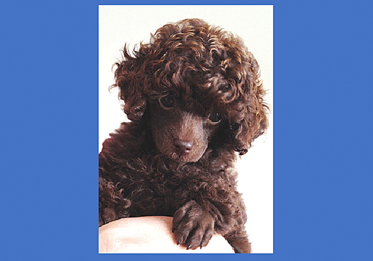 Breeder Gallery Large Image