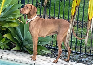 Breeder - Mrs Sarah  Rose