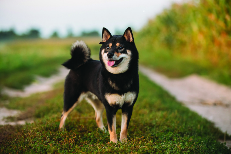 shutterstock_1190304550