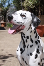 dalmatians 160