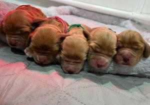 Breeder - Ms Valerie Rodionov
