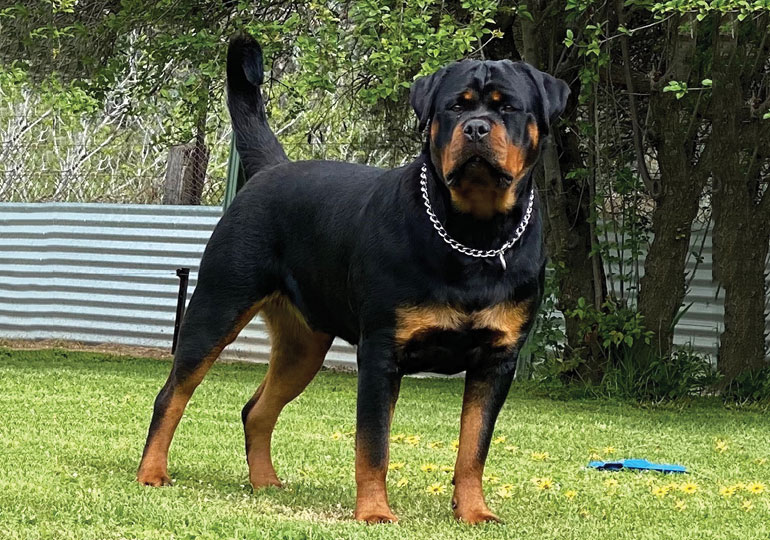 Breeder - Mrs Sharryn Verity
