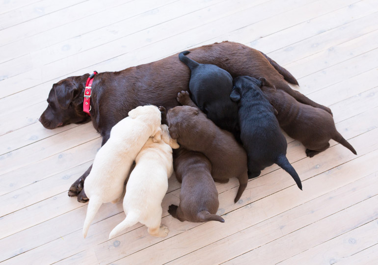Breeder Gallery Large Image