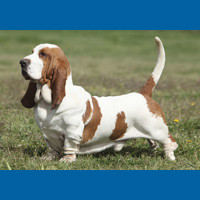 basset_hound