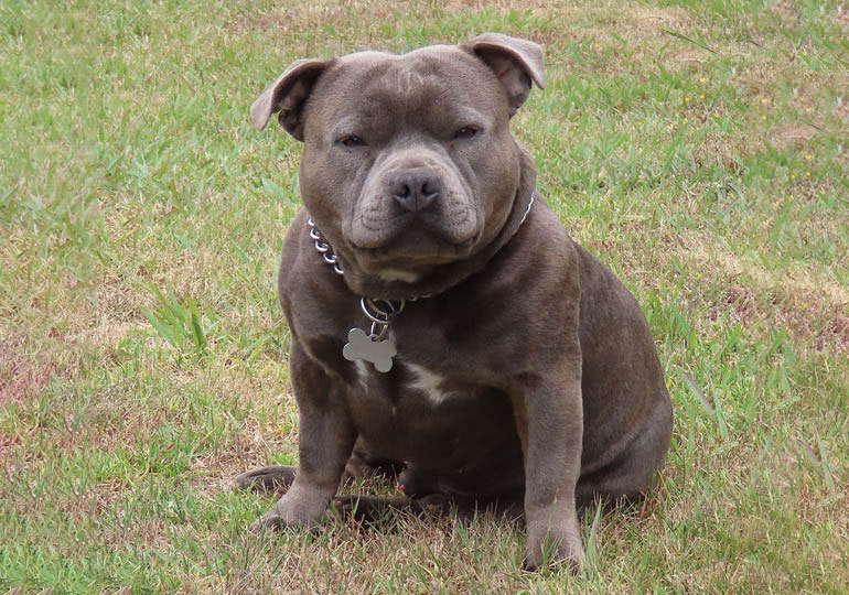 Breeder Gallery Large Image