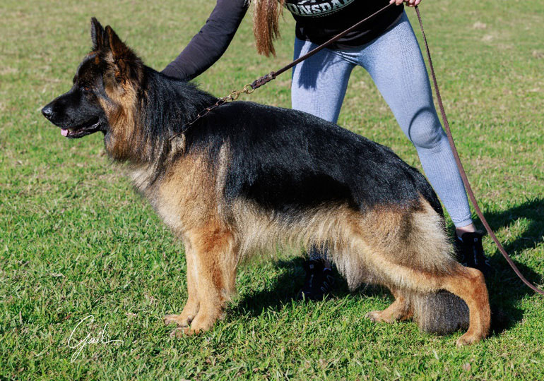 Breeder Gallery Large Image