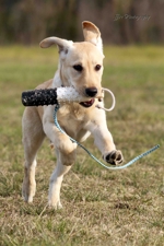 Lab puppy retrieving.ffire