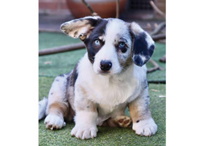 Breeder - Miss Melinda Mills