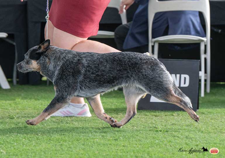 Breeder Gallery Large Image