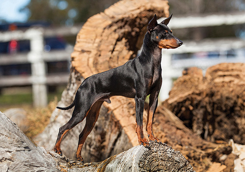 english_toy_terrier__black___tan_