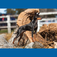 english_toy_terrier__black___tan_