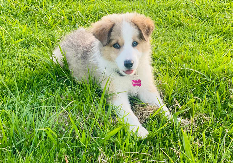 Breeder - Mrs Elizabeth Kate Whiffen