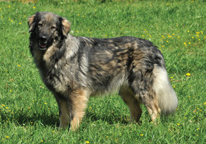 caucasian_shepherd_dog