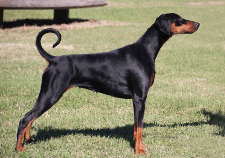 Breeder - Mrs Beverly Finnigan