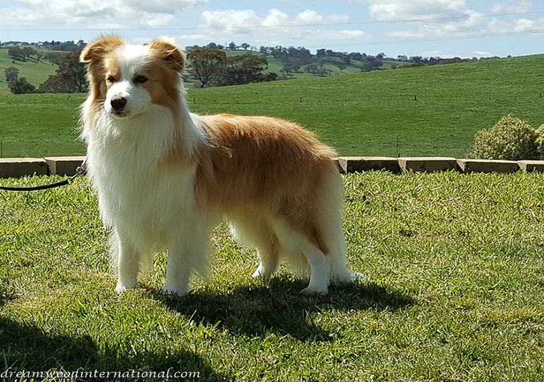 Breeder Gallery Large Image