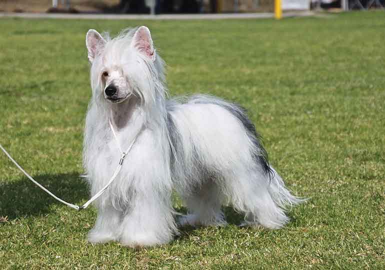 Breeder Gallery Large Image