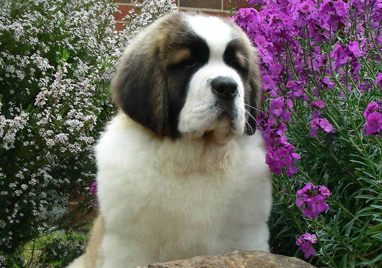 Breeder - Mr Jamie Clapham
