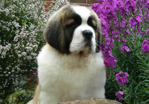 Breeder - Mr Jamie Clapham