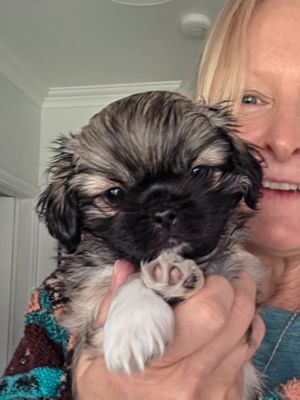 Breeder - Ms C C Darwen