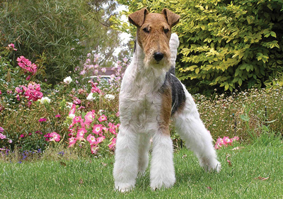 fox_terrier__wire_