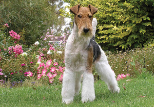 fox_terrier__wire_