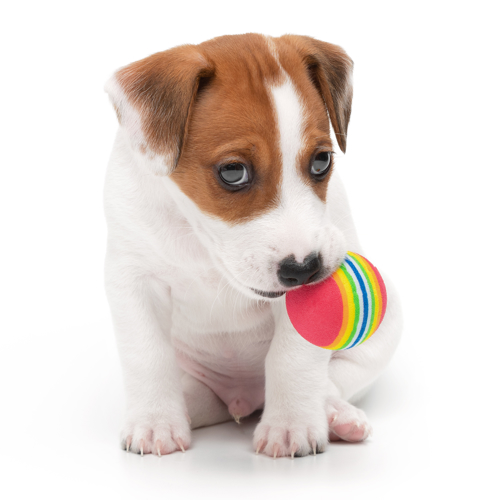 shutterstock_1788999332.jpg
