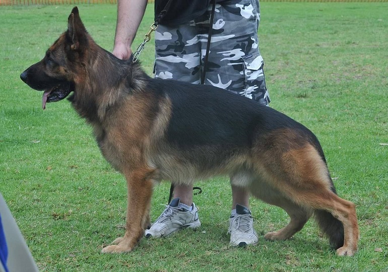 Breeder - Mr Andrew Komlos