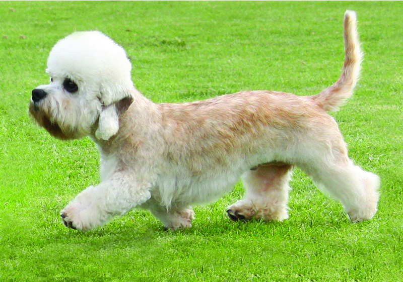 Dandy Dinmont Terrier tile