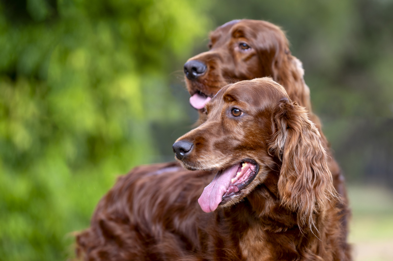 6. Submitted by Myra Thomas.Rhodes Amhurst Kennels. Photo by Diana Andersen