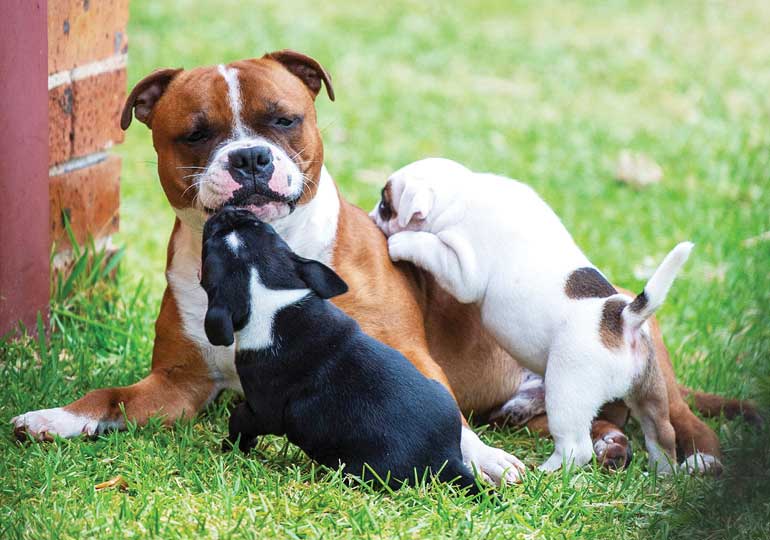 Breeder - Mrs Margaretha Coetzer