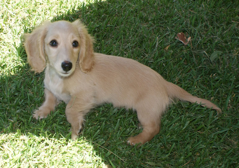 Breeder Gallery Large Image