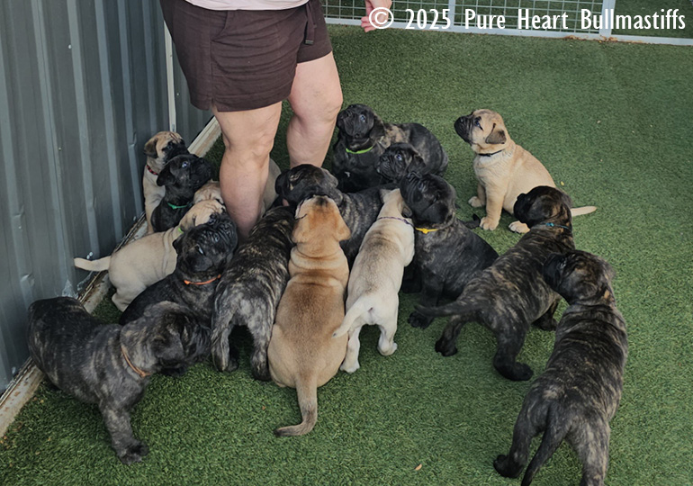 Breeder Gallery Large Image