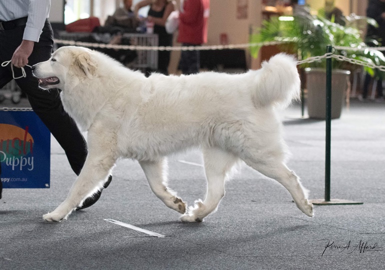 Breeder Gallery Large Image