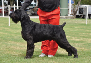 Breeder - Ms Soile Gendle